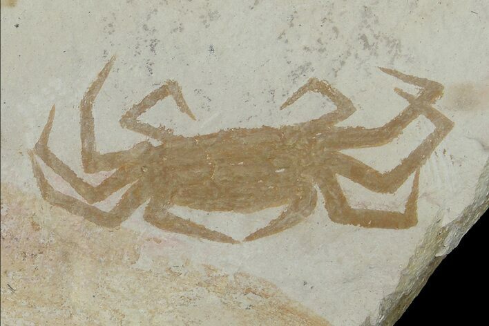 Miocene Pea Crab (Pinnixa) Fossil - California #177014